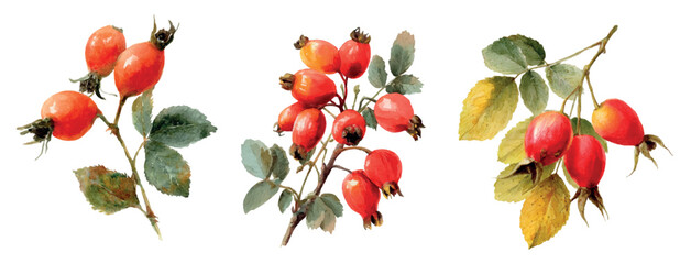 Watercolor set of rose hips branches. Autumn rose hips berries with yellowed leaves. concept of autumn natural elements. Forest autumn and park plants. Vector illustration.