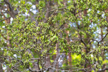 Frostbitten branches and leaves on an oak tree in the forest in spring, background