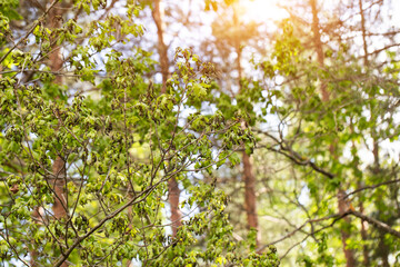 Frostbitten branches and leaves on an oak tree in the forest in spring, background