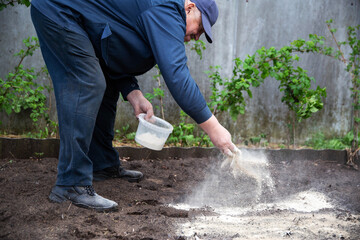 An elderly man sprays dolomite flour on acidic soil to deoxidize the soil and increase the harvest...