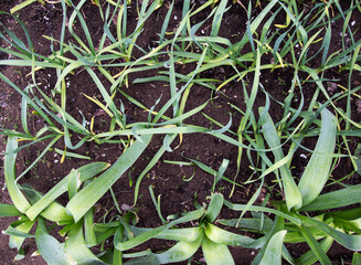 Green leaves of rocambole - a natural hybrid of leek and garlic, a valuable and useful vegetable in...