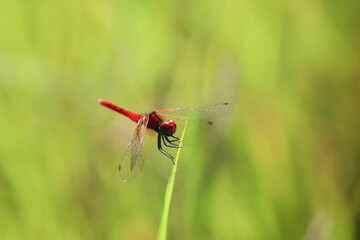 ハッチョウトンボのオス