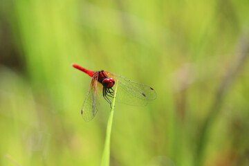 ハッチョウトンボのオス