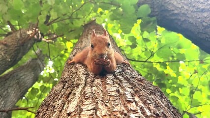 A low-angle of a squirrel eating on a tree trunk, looking directly at the viewer. Concept of Close wildlife interaction.
