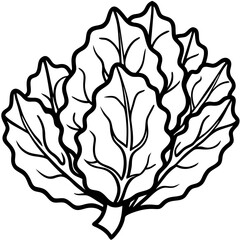 Collard Greens Illustration