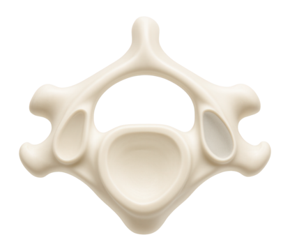 Cervical vertebra with uncinate processes visible on the lateral edges of the body