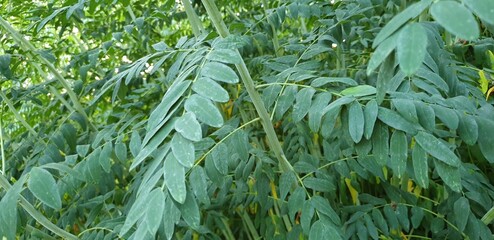 Sophora flavescens photographed in Korea, used to reduce inflammation and treat skin diseases in herbal medicine.