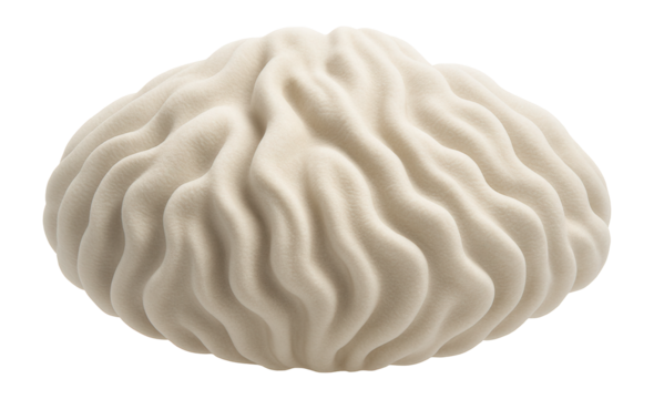 Boulder coral with massive, rounded form and smooth surface texture