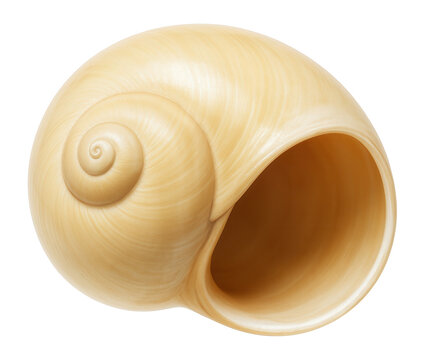 Smooth, yellowish moon snail shell with wide aperture and rounded form