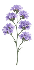 Fototapeta premium Sea lavender flower cluster with small, delicate purple blossoms