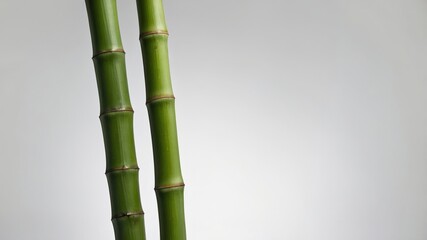 Obraz premium Minimalistic green bamboo stalks against a soft gray background highlighting nature's simplicity