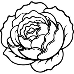 Curled Cabbage Vector Art