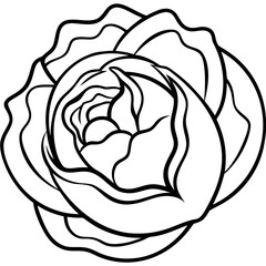 Curled Cabbage Vector Art