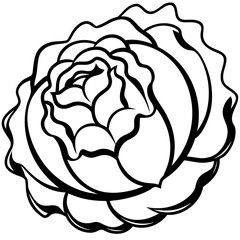 Curled Cabbage Vector Art