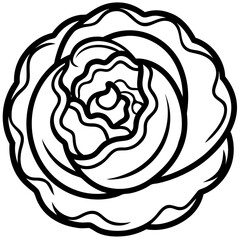Curled Cabbage Vector Art