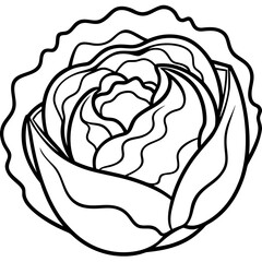 Curled Cabbage Vector Art