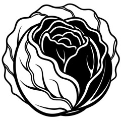 Curled Cabbage Vector Art
