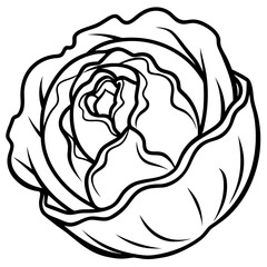 Curled Cabbage Vector Art