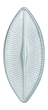 Single diatom frustule with intricate silica pattern and bilateral symmetry