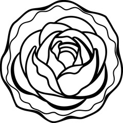Curled Cabbage Vector Art