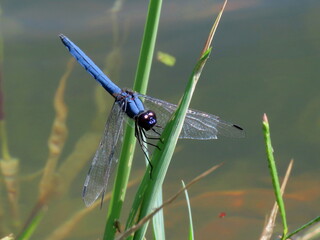 blue dragonfly