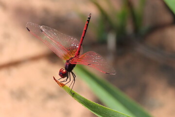 red dragonfly on a branch