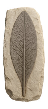 Glossopteris leaf fossil with elongated shape and distinct midrib