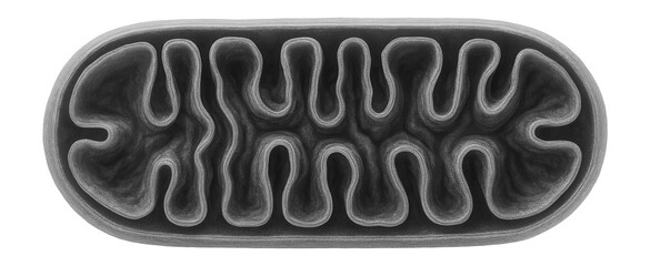 Electron micrograph of mitochondrion highlighting outer and inner membranes