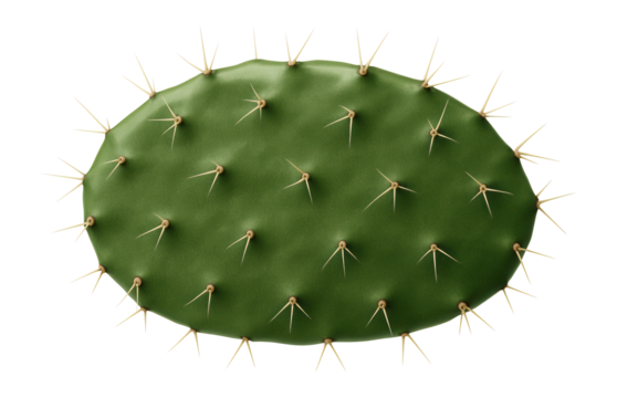 Prickly pear cactus pad with flat, oval shape and spines