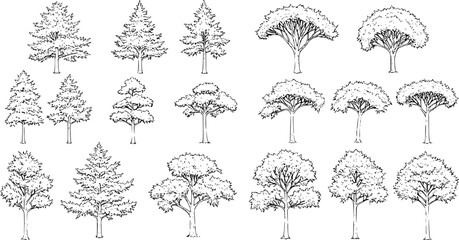 Set of coniferous and deciduous trees for architecture and landscape design, line drawing, contour. Vector illustration
