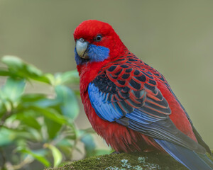 Crimson Rosella