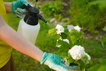In a colorful garden, someone applies a protective spray while viburnum leaves appear harmed in a...