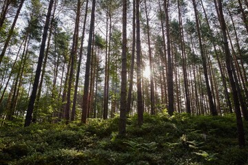 Fototapeta premium Golden sunlight streams through tall pine trees and lush green undergrowth in a serene, natural forest landscape, highlighting the peaceful wilderness.