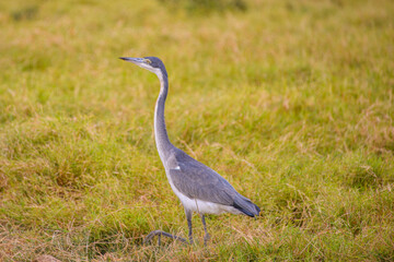 Gray heron hunts in tall grass