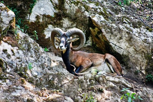 Muflone sdraiato sulle rocce