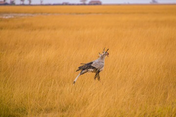 Secretarybird strides through golden savanna