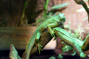 Closeup of green iguana in exotic habitat