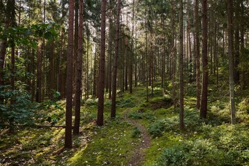 Sunlit forest path winding through tall green trees and mossy ground, creating a serene and natural landscape in a dense woodland