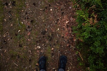 Overhead view of person's feet in black shoes standing on a rich forest floor covered in brown pine needles, fallen leaves, green moss, and numerous pine cones, alongside lush green undergrowth.
