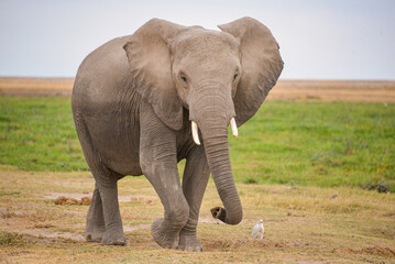 Obraz premium African elephants roam wild, majestic giants