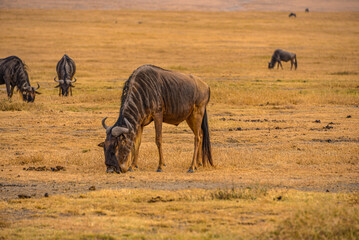 Fototapeta premium Wildebeest: Great Migration's iconic participants