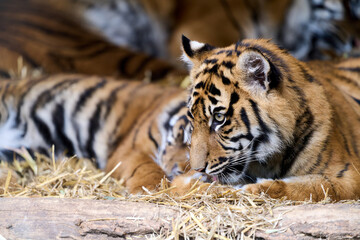 Sharp-eyed tiger lounging on dry grass