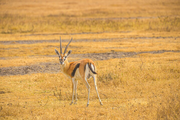 African antelopes: diverse, elegant savanna fauna