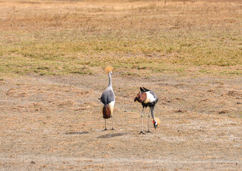 Pelicans and cranes: diverse African birds
