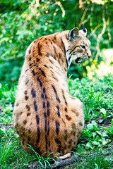 Lince rossa seduta nella foresta