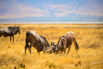 Fototapeta premium Wildebeest: Great Migration's iconic participants