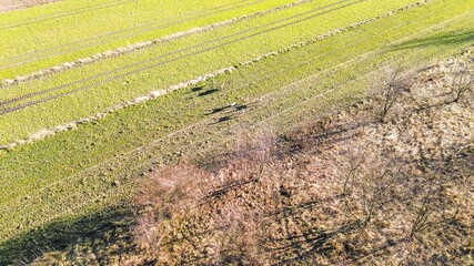 Mammals grazing in rural nature scene