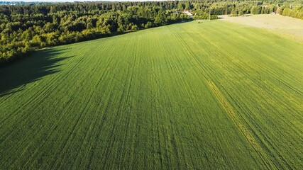 Verdant monoculture farmland from above