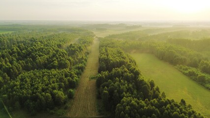 Misty sunrise illuminating dense green woodland