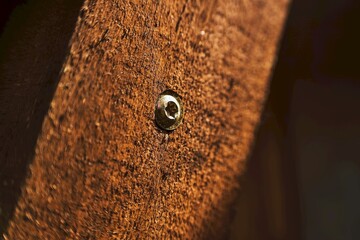 Hex bolt in wooden board macro view for woodworking